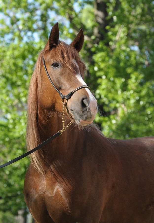 403 Reddish Brown Horse Photos - Free & Royalty-Free Stock Photos from ...