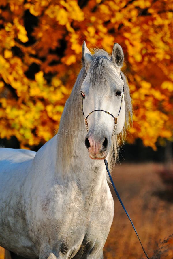 Portrait of horse in autumn forest stock photo