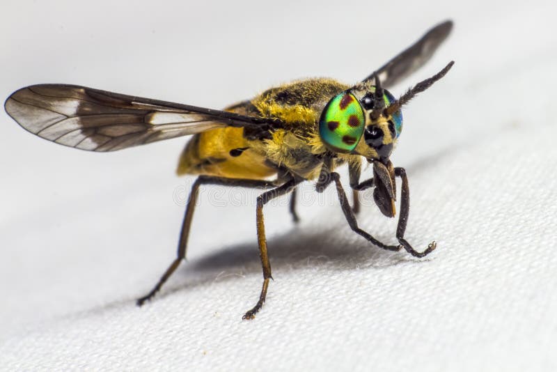 Portrait of a Horse-fly