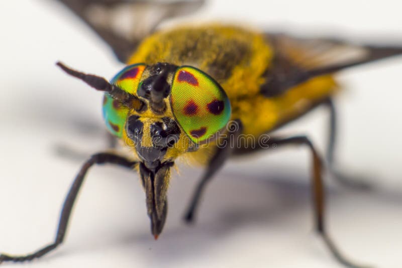 Portrait of a Horse-fly