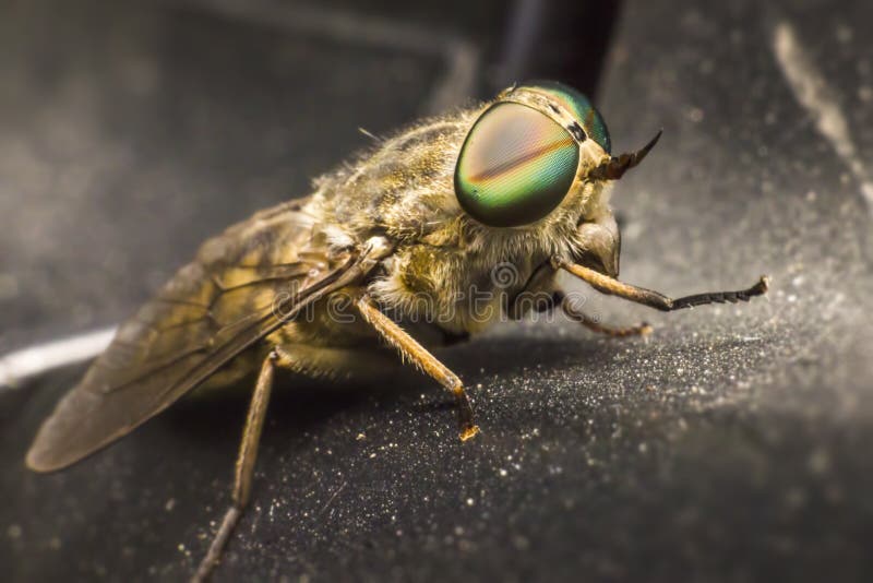 Portrait of a Horse-fly