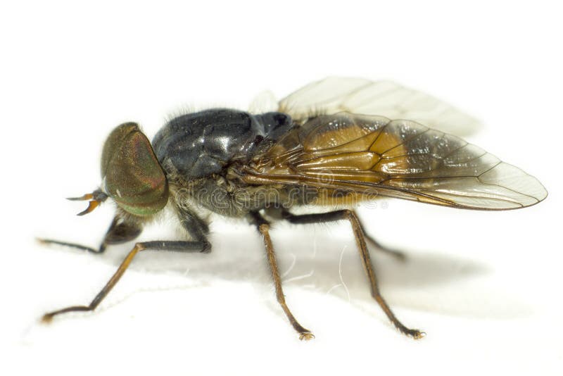 Portrait of a Horse-fly