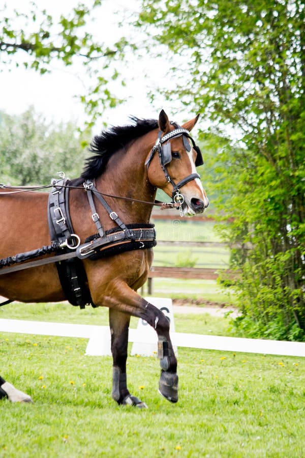 Horse race stock photo. Image of jockey, dirt, jockeys 203304