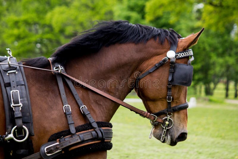 Portrait of horse pulling carriage in summer