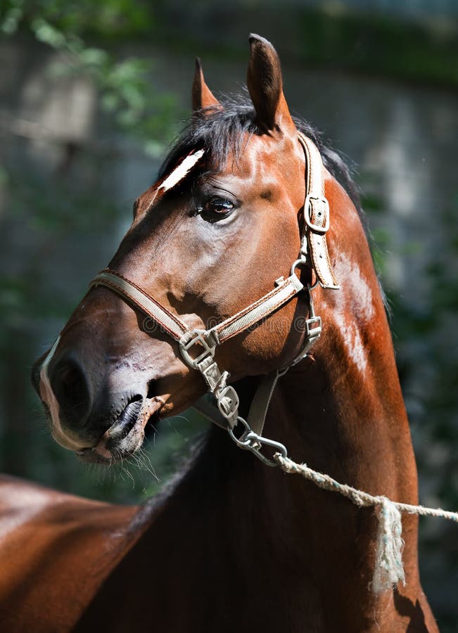 Portrait of a horse in the rays of the setting su stock image