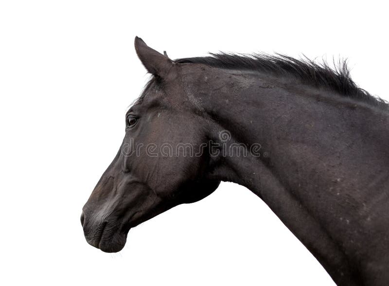 32,841 Horse Portrait White Background Stock Photos Free & Royalty