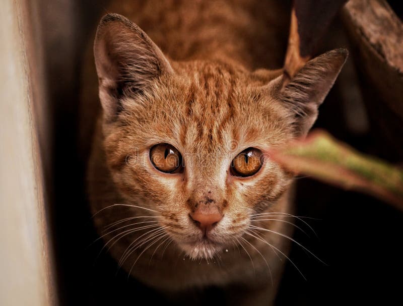 Portrait of a house cat stock image. Image of home, animals 189162809