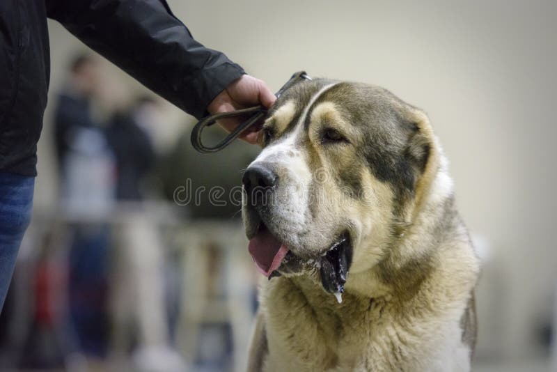 Good Spanish Mastiff Dog Looks Up Lying on the Floor. Portrait Huge Dog.  Copy Space. Stock Image - Image of head, spanish: 134514369