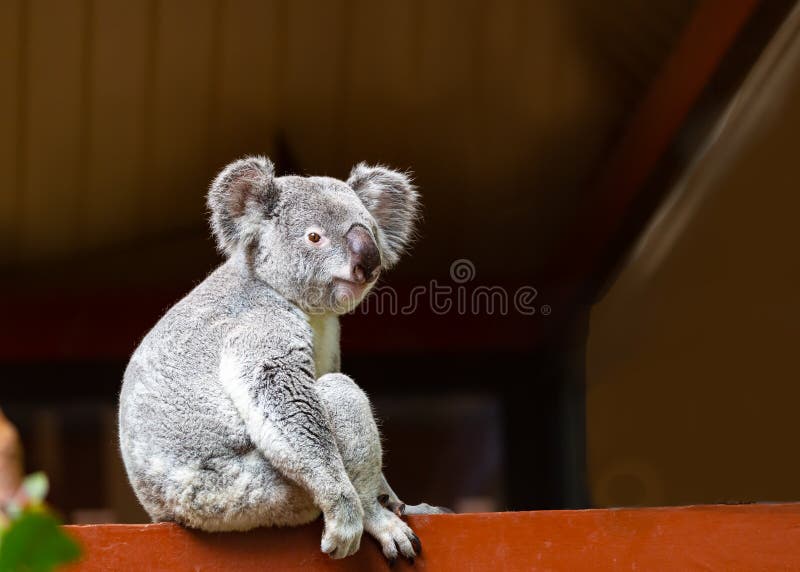A Portrait Image of a Cute Wild Grey Koala Stock Photo - Image of australia, furry: 151689462