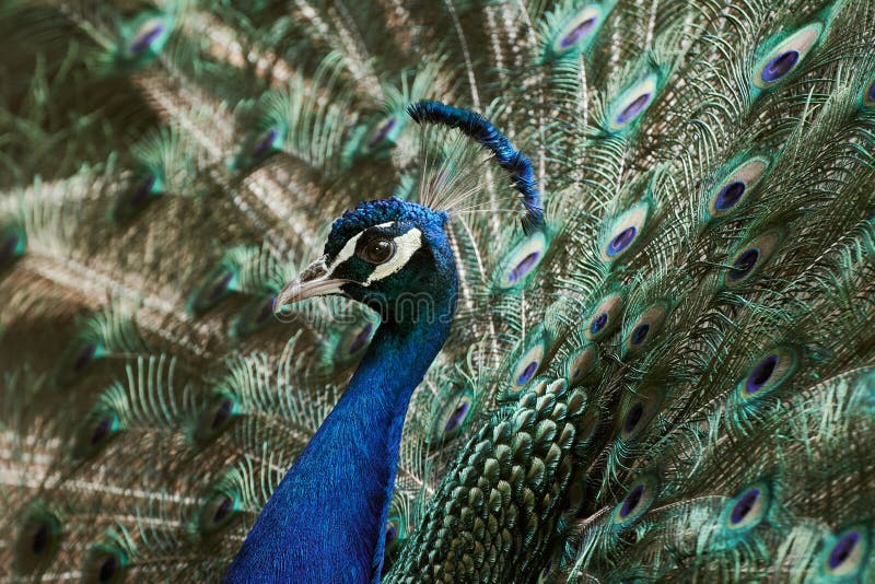 Close-up of a blue Indian peafowl displaying spread feathers. Pavo cristatus. Close-up of a blue Indian peafowl displaying spread feathers. Pavo cristatus.