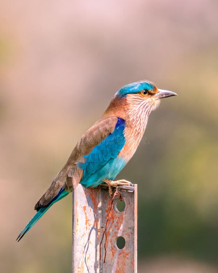 A Portrait of a Indian Roller Stock Image Image of beautiful, india