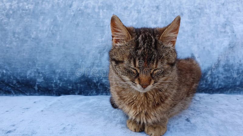 Portrait intégral d'un petit chaton gris rayé adorable avec les taches sombres qui dort sur fond bleu canapé-lit. Resti chat migno banque de vidéos