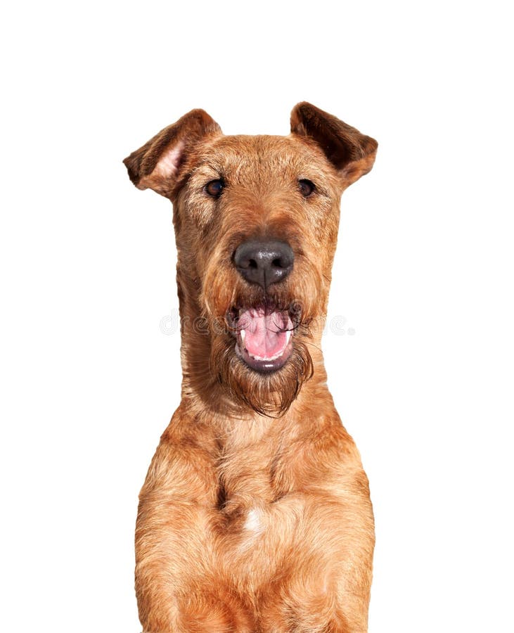 Portrait Irish Terrier Close Up on White Background Stock Photo Image