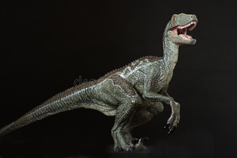 Portrait of an isolated and dangerous velociraptor on black background. Portrait of an isolated and dangerous velociraptor on black background