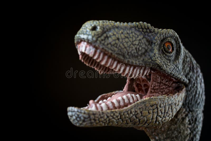 Portrait of an isolated and dangerous velociraptor with open mouth on black background. Portrait of an isolated and dangerous velociraptor with open mouth on black background