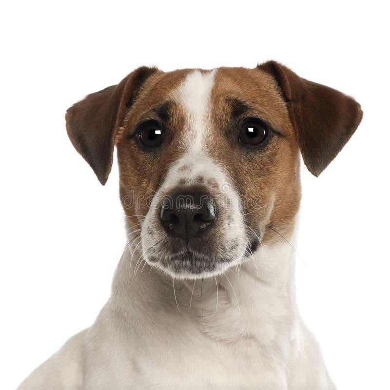 Portrait of Jack Russell Terrier, 1 Year Old Stock Photo Image of jack, alone 25518014
