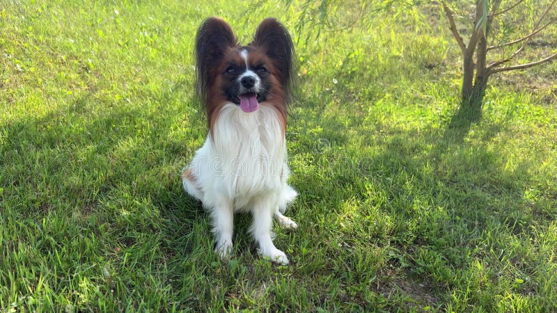Portrait joyeux papillon chien regarder dans la caméra gros plan vert banque de vidéos