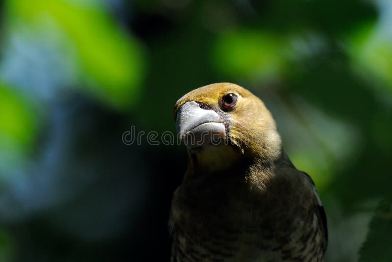 Portrait of juvenile Hawfinch stock image