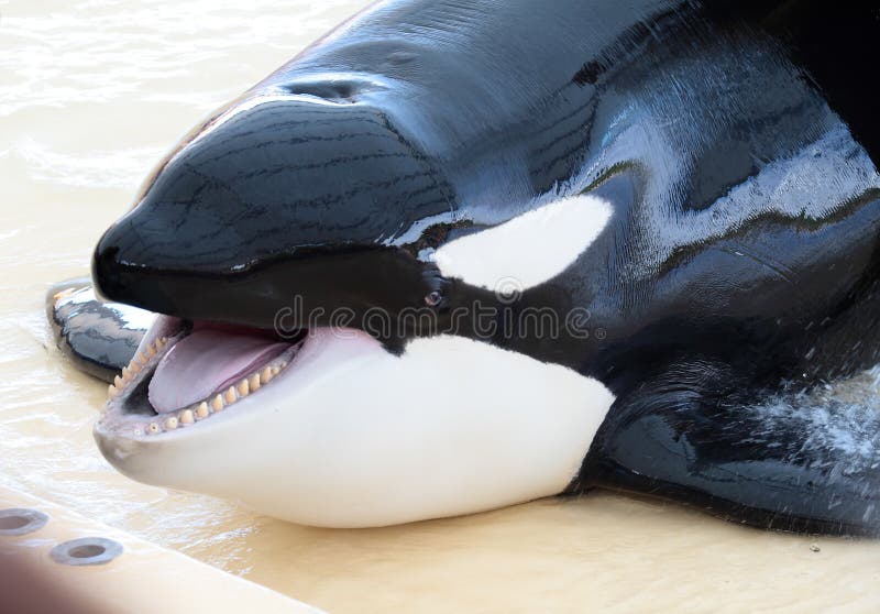 Portrait of a killer whale's head with open mouth showing all his teeth