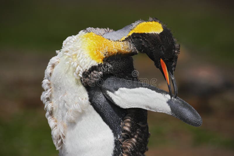 Portrait of King penguin, Aptenodytes patagonicus. Penguin with detail cleaning of feathers Penguin with black and yellow head, Fa stock photo Portrait of King penguin, Aptenodytes patagonicus. Penguin with detail cleaning of feathers Penguin with black and yellow head, Fa stock photo