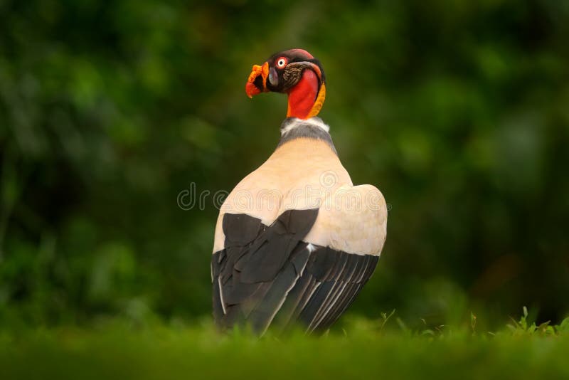 Portrait of King vulture, Sarcoramphus papa, large bird found in Central and South America. Wildlife scene from tropical nature. royalty free stock photos
