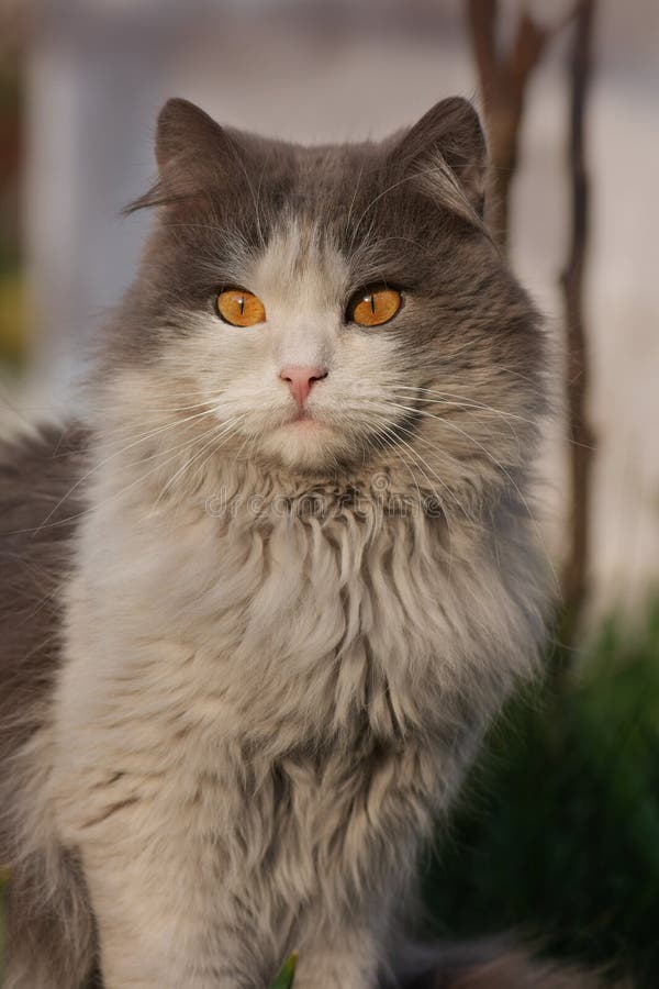 Portrait kitty souple sur fond de nature. adorable portrait macro domestique animal dans le jardin images stock Portrait kitty souple sur fond de nature. adorable portrait macro domestique animal dans le jardin images stock