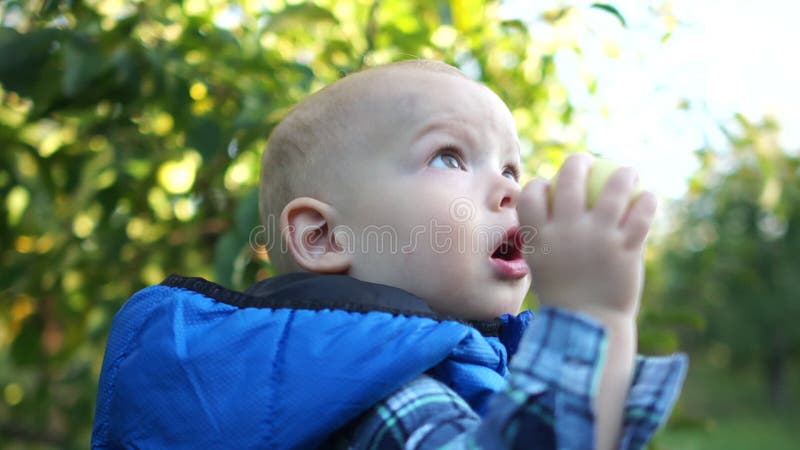 Portrait Kleinkind in einer blauen Jacke geht durch den Apfelgarten und isst einen grünen Apfel glückliches Kind