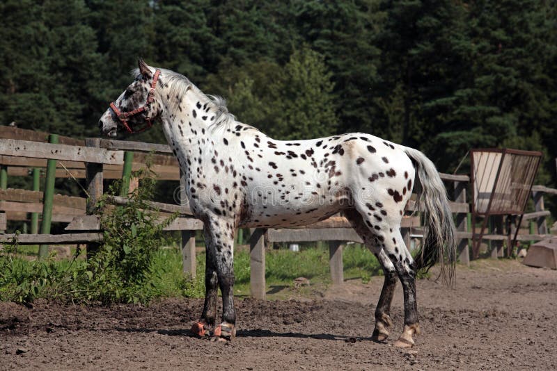 Portrait of knabstrupper breed horse