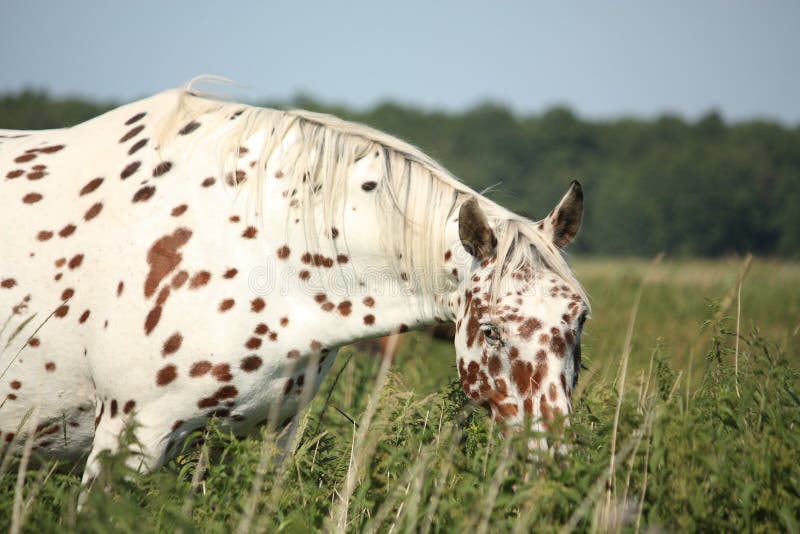Portrait of Knabstrupper Breed Horse White with Brown Spots Stock