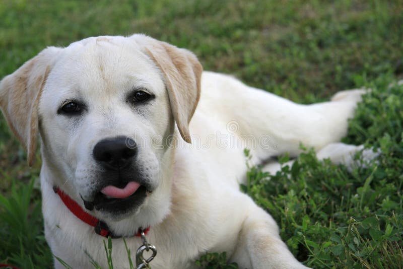 Portrait of a labrador puppy