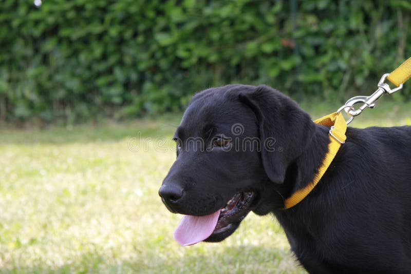 Portrait of a labrador puppy