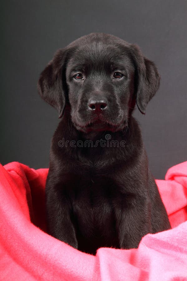 Portrait of a labrador puppy