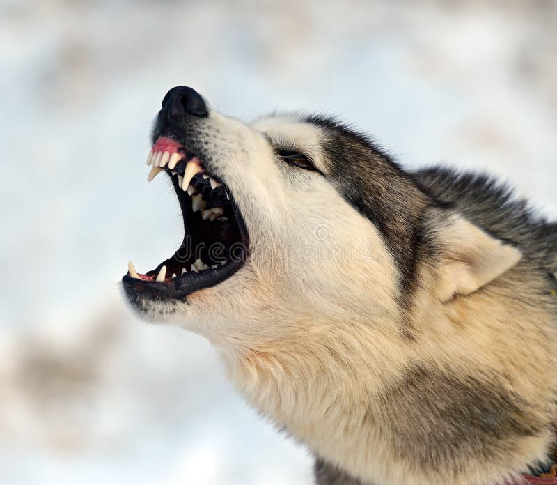 Husky Dog