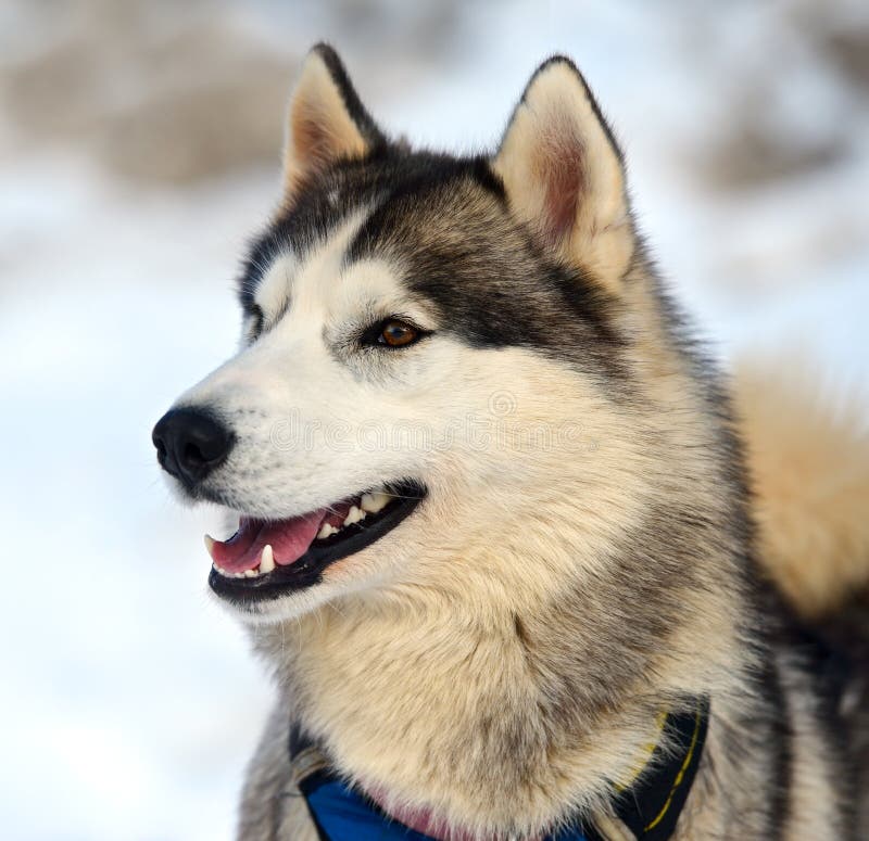 Husky Dog