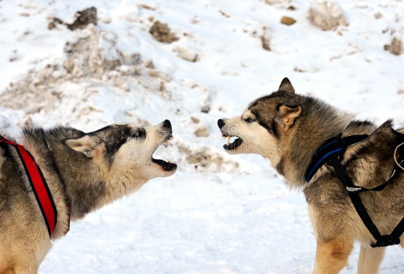 Husky Dog