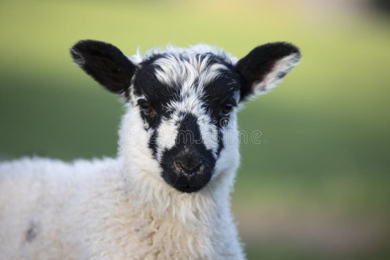 Portrait of Swaledale lamb