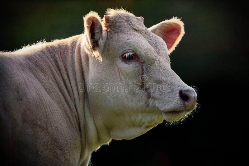 Portrait of Large White Cow royalty free stock image