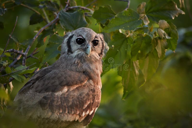 Portrait of largest african owl, Verreaux`s Eagle-owl or Giant Eagle-owl, Bubo lacteus perched among leaves in late evening