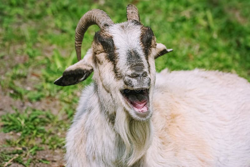 Portrait of a laughing goat