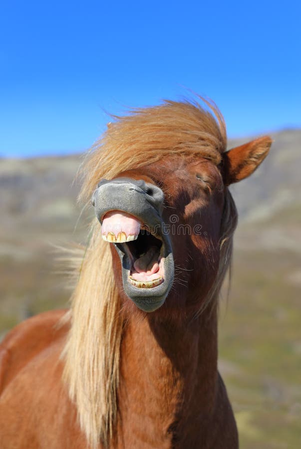 Portrait of a laughing horse