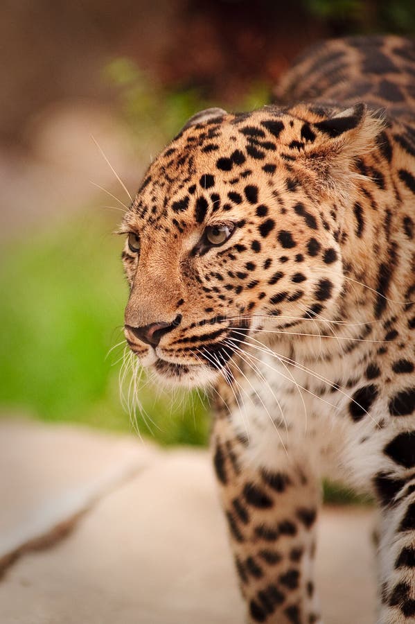 Portrait of leopard royalty free stock photos Portrait of leopard royalty free stock photos