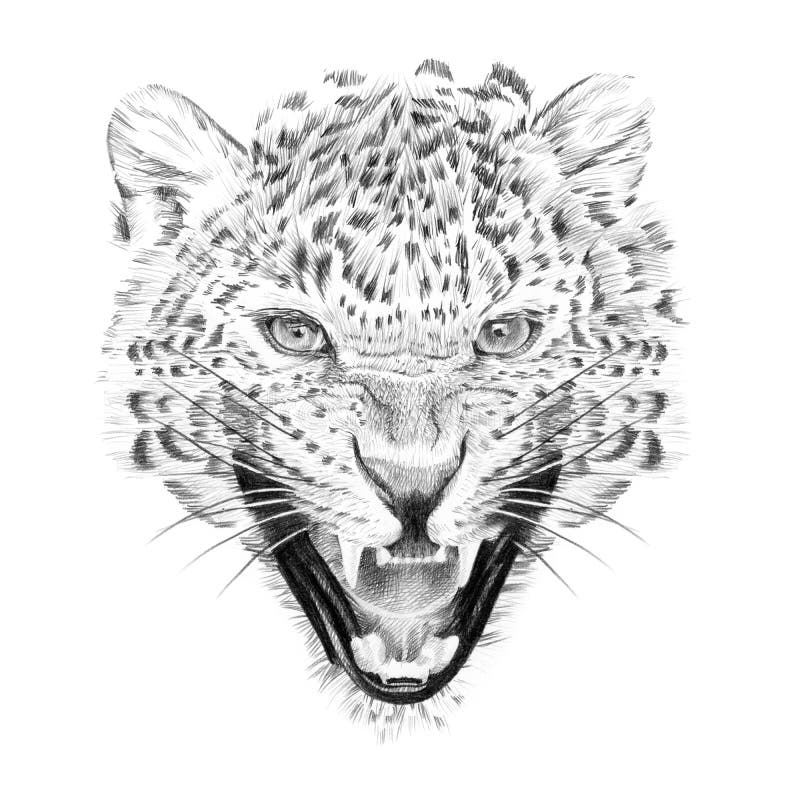 Portrait of leopard drawn by hand in pencil
