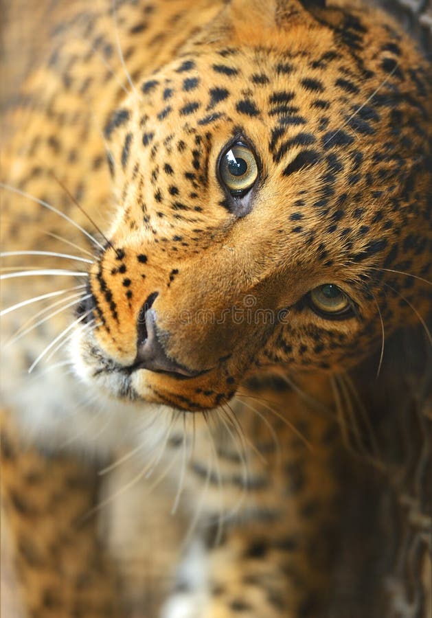 Portrait of leopard