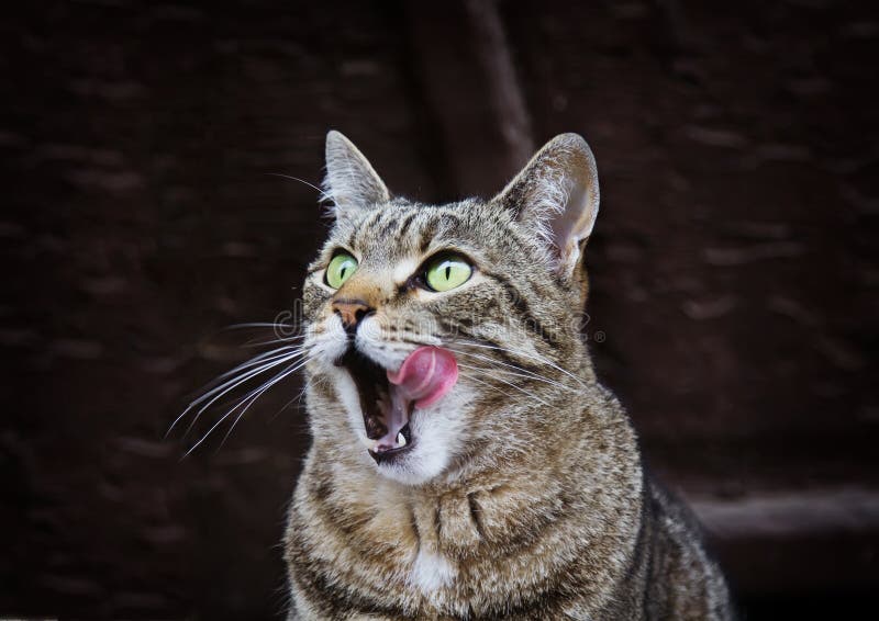 Portrait of licking cat with green eyes outdoors