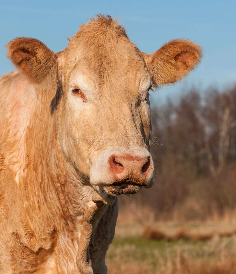 Portrait of a light brown cow