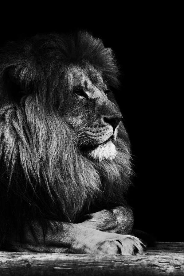 Portrait of Lion in Black and White Stock Image - Image of concept, wildlife: 37753061 Portrait of Lion in Black and White Stock Image - Image of concept, wildlife: 37753061