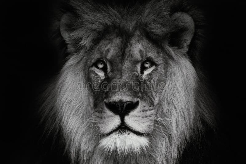 13,432 Lion Black White Stock Photos - Free & Royalty-Free Stock Photos from Dreamstime 13,432 Lion Black White Stock Photos - Free & Royalty-Free Stock Photos From Dreamstime