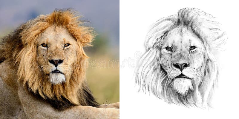 Portrait of lion before and after drawn by hand in pencil. Originals, no tracing