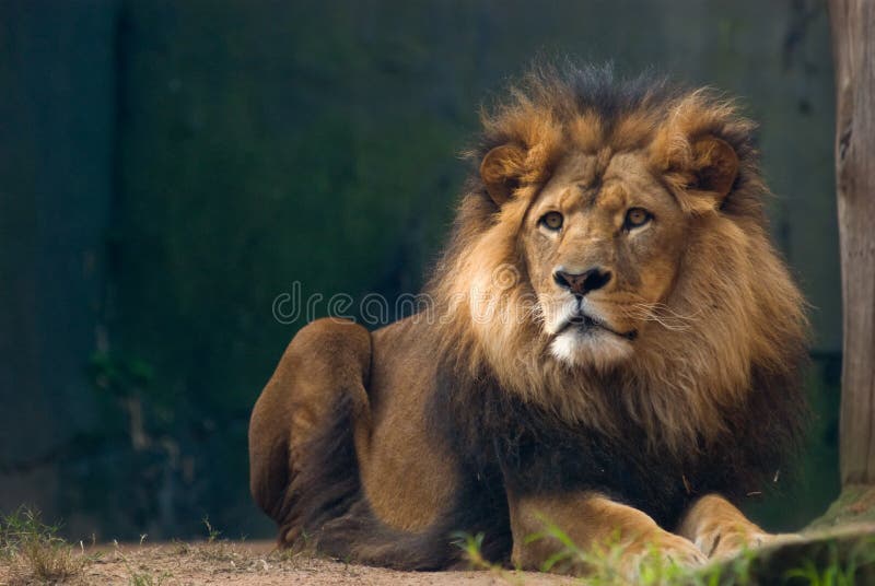 Portrait of a lion king stock photography