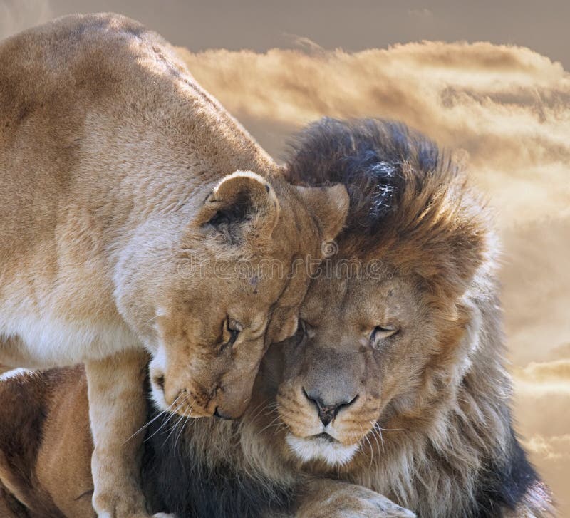 Lion with Lioness stock image. Image of ...